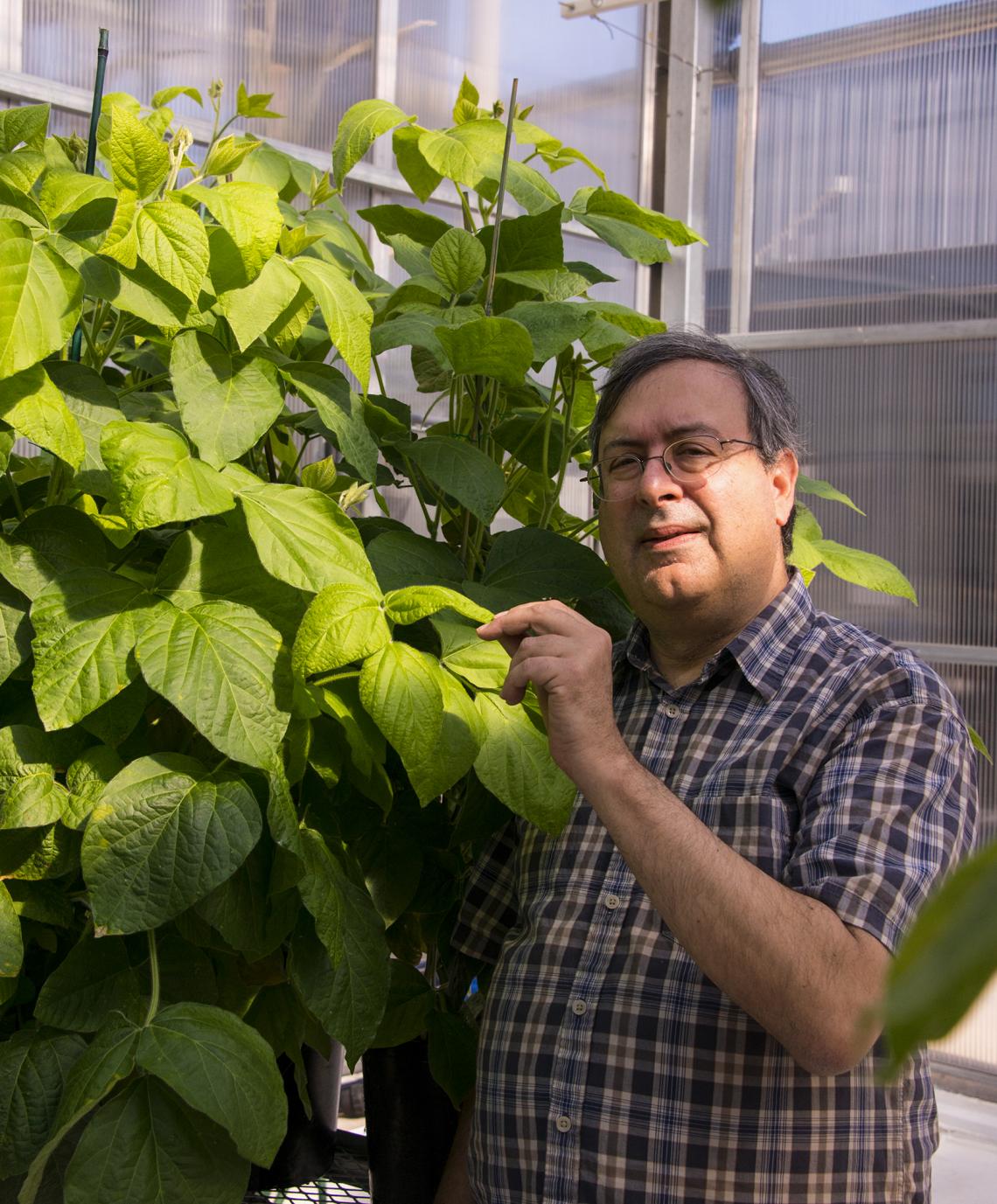 Using conventional breeding methods, Eliot Herman of the UA School of Plant Sciences and his collaborators have produced a soybean plant low in allergen and anti-nutritional proteins. Using conventional breeding methods, Eliot Herman of the UA School of Plant Sciences and his collaborators have produced a soybean plant low in allergen and anti-nutritional proteins.